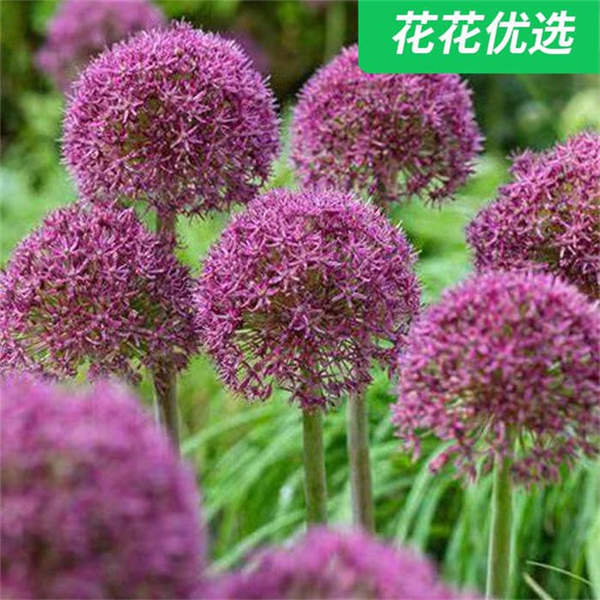 进口大花葱 庭院必备