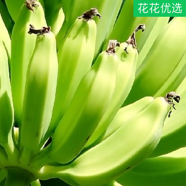迷你香蕉 超矮卡文迪什观叶绿植