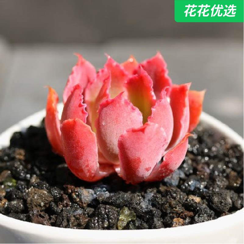 晚霞之舞多肉植物组合花卉小盆栽室内迷你绿植肉肉植物
