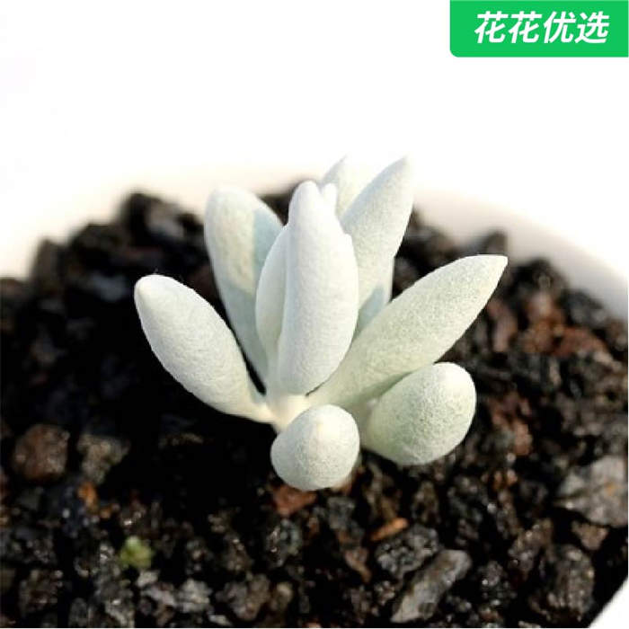 银月多肉植物多肉进口韩国办公室内植物绿植花卉盆栽