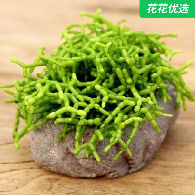 木偶人 多肉青柳 猿恋苇绿植韩国高端进口奇趣多肉植物