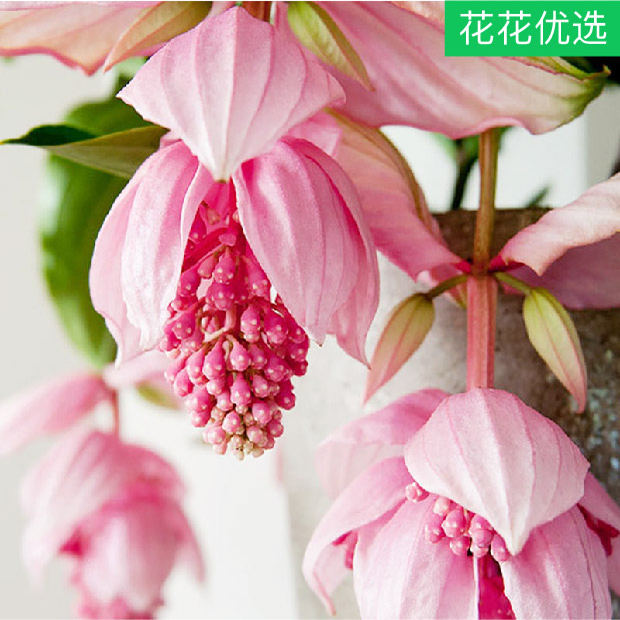 宝莲灯盆栽 华贵美丽花卉花期长
