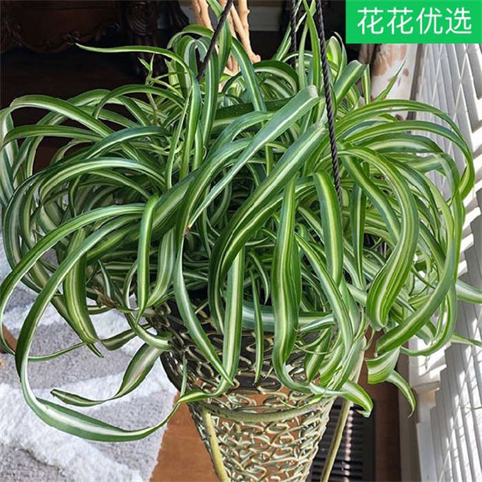 卷叶吊兰邦尼ChlorophytumBonnie室内盆栽INS风