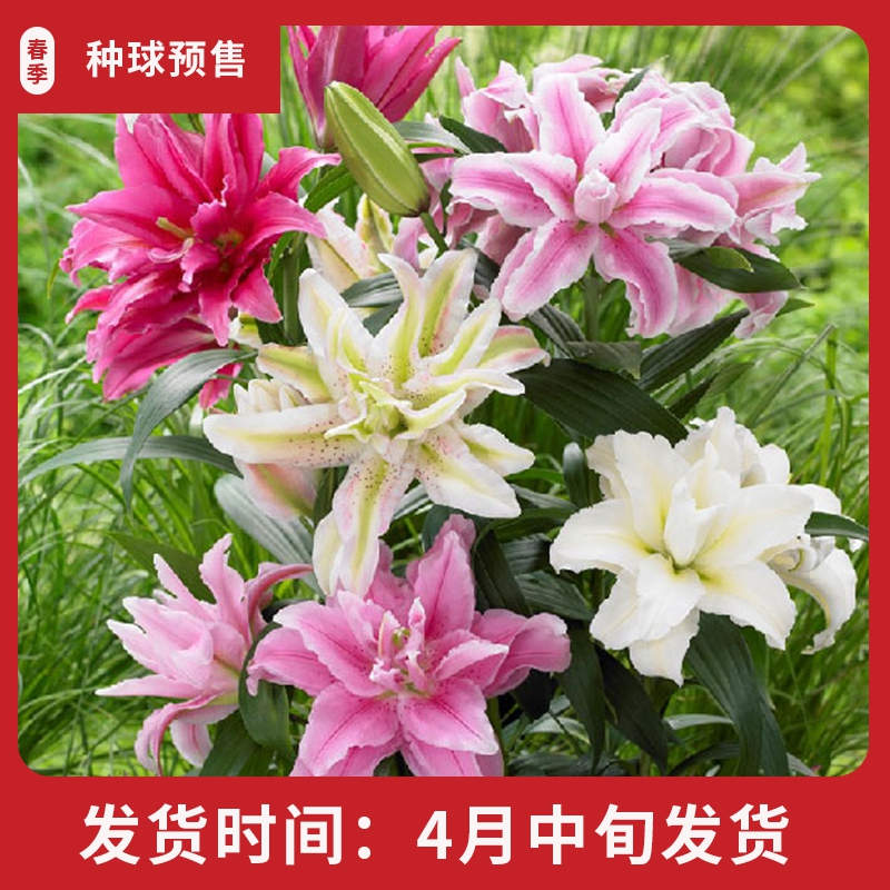 进口百合种球&hearts;罗莱&hearts;秘密之吻