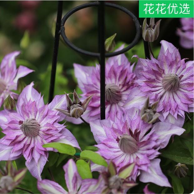 铁线莲恭子小姐 花量大花型优美