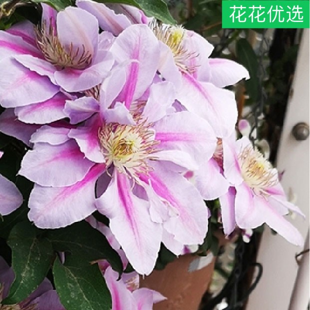 铁线莲蜜蜂之恋 早花大花型