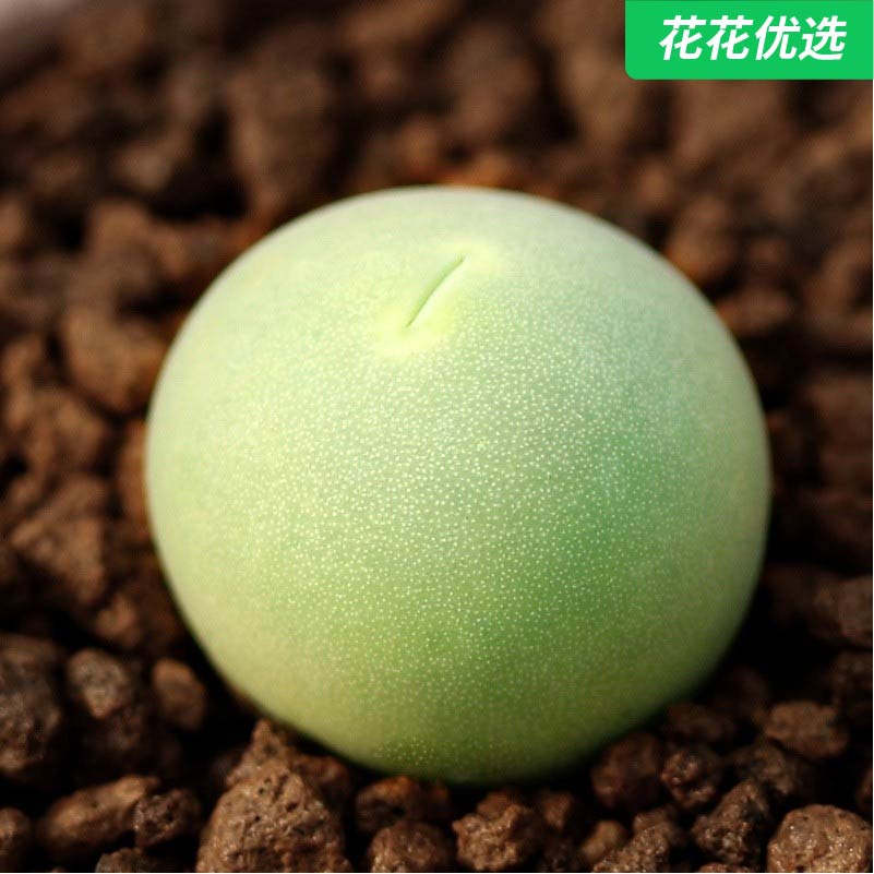 鸽子蛋（5年开花株母本）肉锥生石花