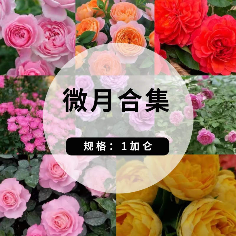 微型月季（微月）合集 一加仑大苗  阳台党的最爱