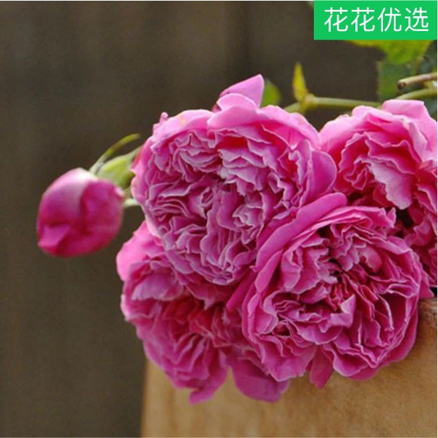 合集2灌木月季 一加仑大苗 一年三季开花