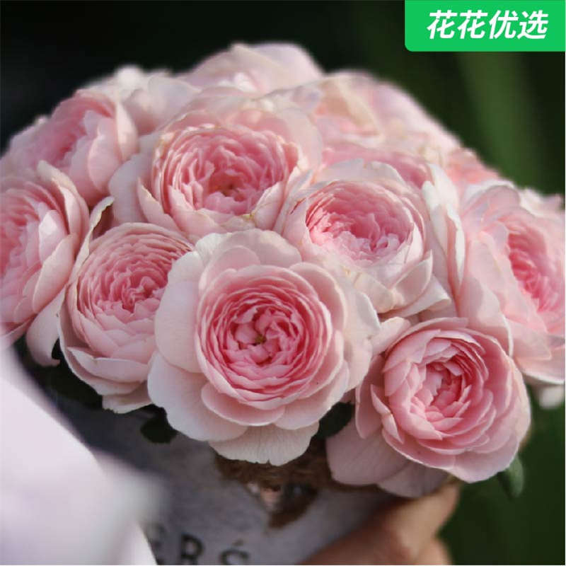 瑞典女王两加仑 浅粉色勤花灌木月季