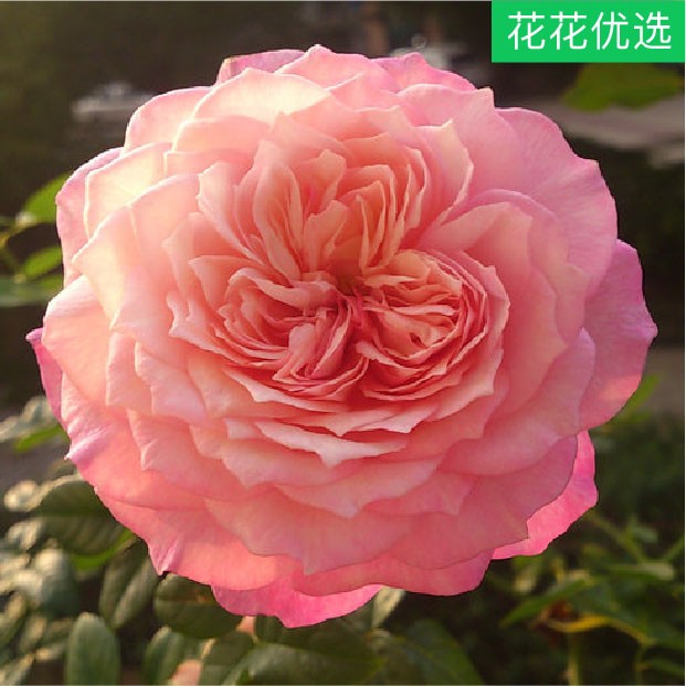 康斯坦茨 灌木月季 花瓣繁复