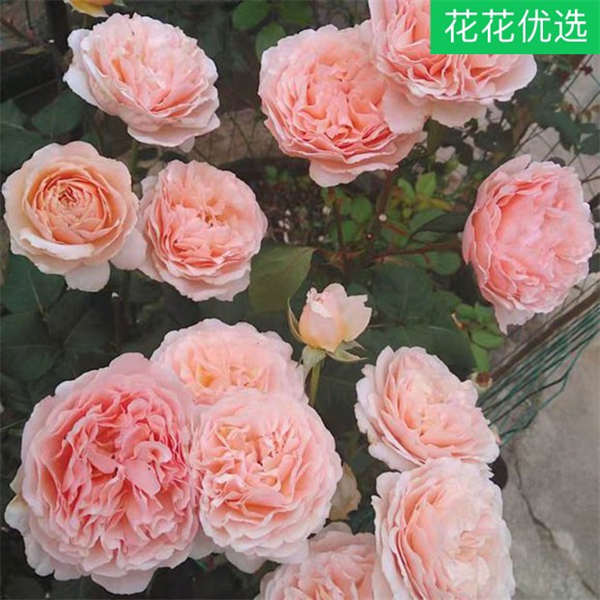 浪漫俳句一加仑 浓香型月季 十分耐看
