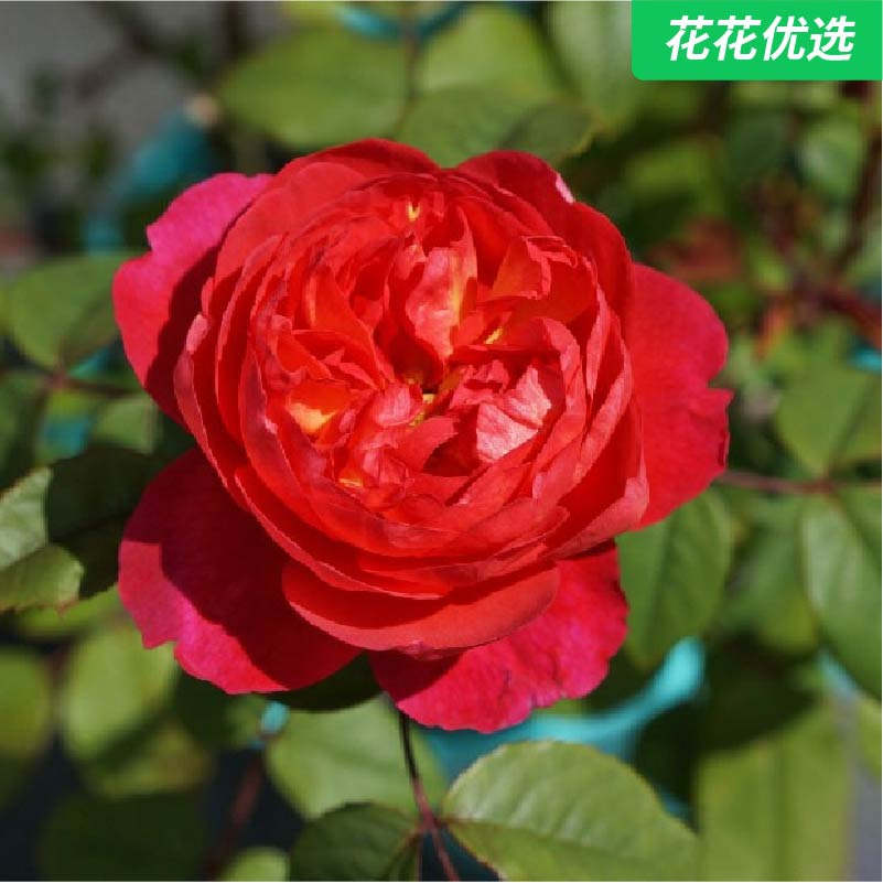 本杰明布里顿 灌木月季