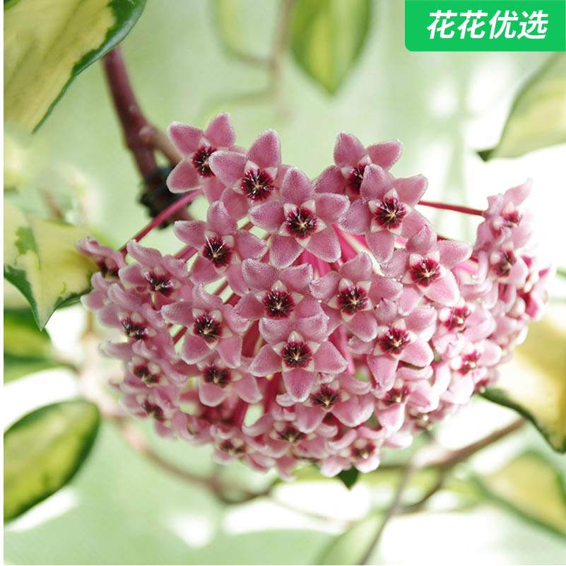 球兰花苗 室内爬藤 花心球兰 攀援植物
