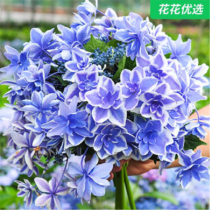 精选4种新款绣球 复古色大花绣球新老枝开花