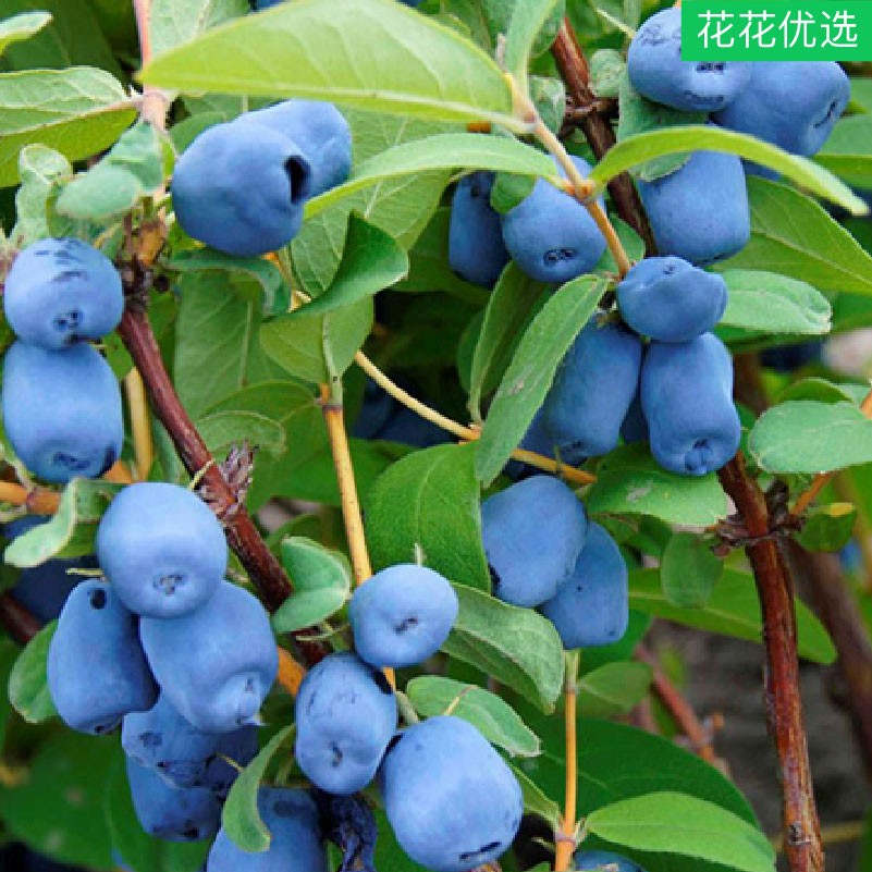 蓝靛果 椭圆形蓝紫色浆果像玛瑙石，味道酸甜可口