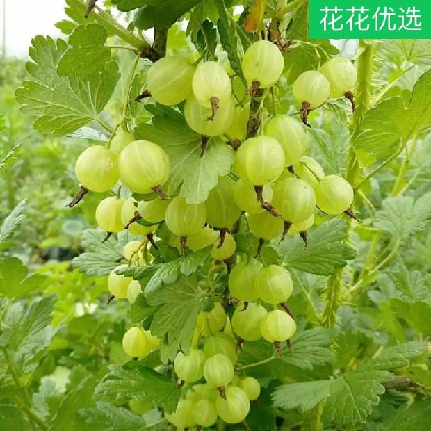 灯笼果 东北特产果树 