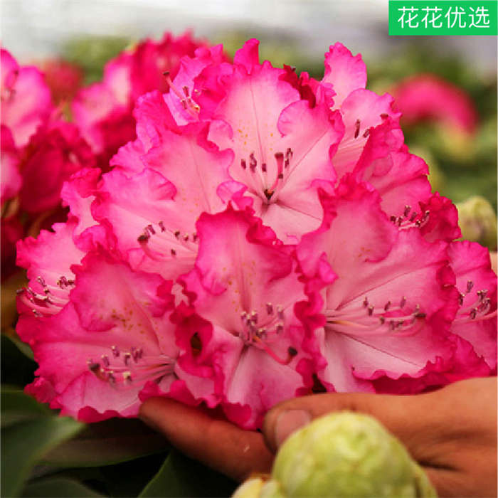 高山杜鹃 庭院耐寒植物 2GL 3GL规格 盆栽大苗