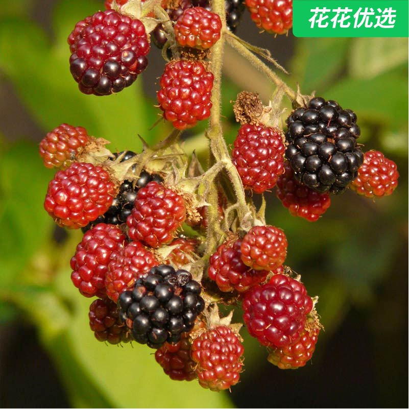 树莓苗、灯笼果、黑加仑、红醋栗、蓝靛果、钙果 丰产型包对版 