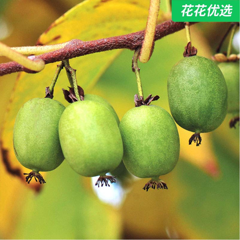 东北软枣猕猴桃，丰产好吃