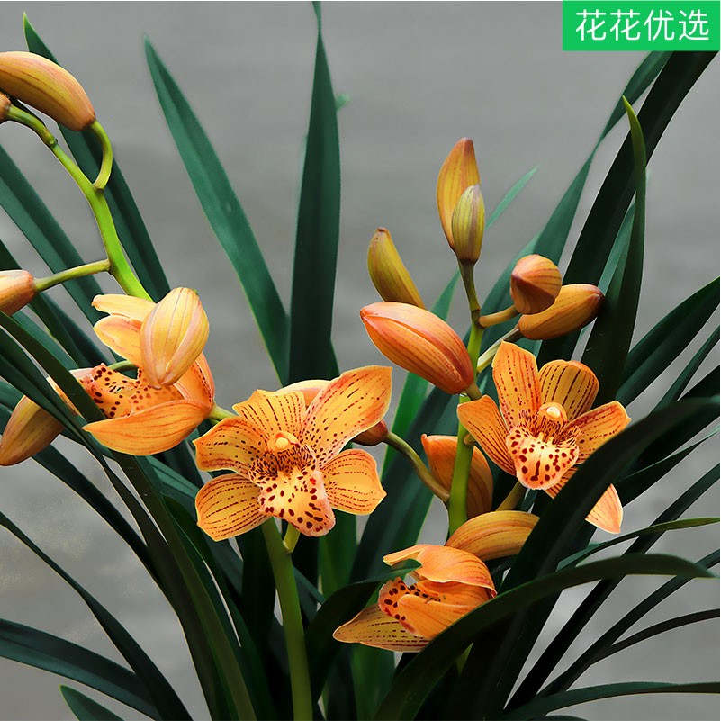 兰花合集 带盆栽好发货 气质典雅 香水味道