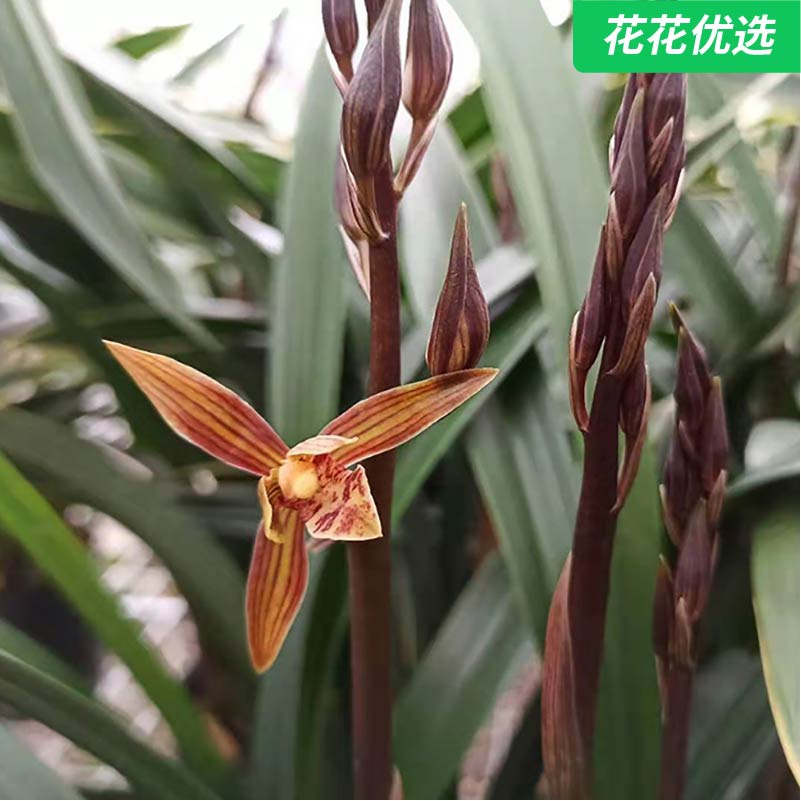兰花金华山 株型高大叶幅宽阔