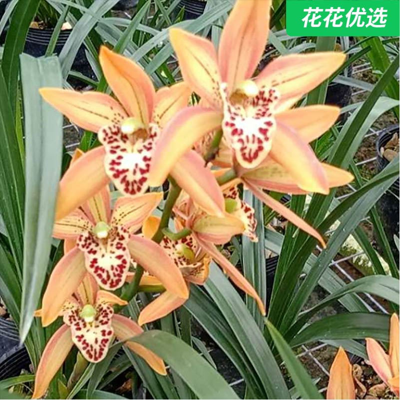 东方美人科技兰 明艳大花型有浓郁香气