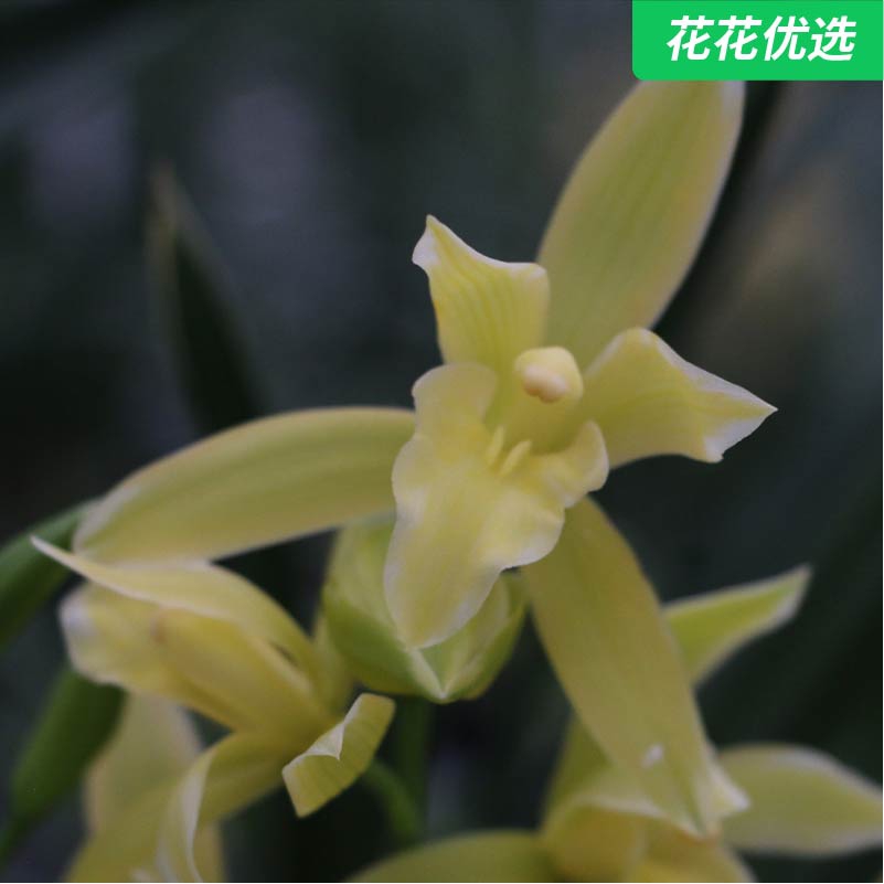 神童冠科技兰 矮种新品阵阵幽香