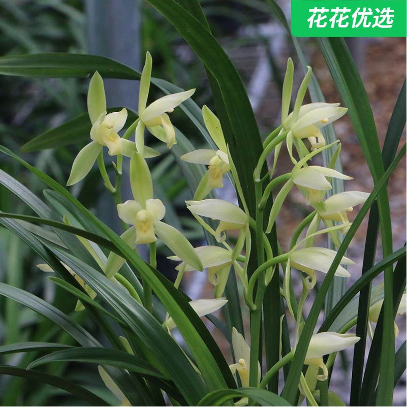 仁化白建兰 叶姿优美花香浓重