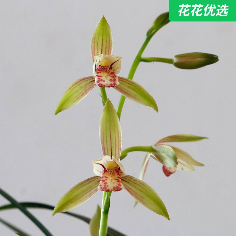 四季峨眉建兰 花色素雅叶色翠绿