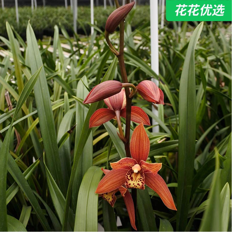 韩国桃花建兰 叶形挺拔花期长