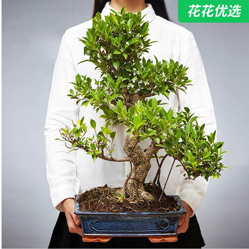 大盆榕树虎皮榕盆景 寓意延年益寿长寿树