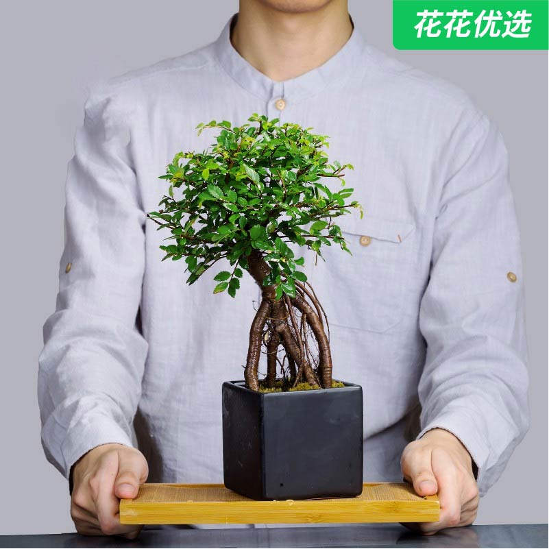 榆树小黑方盆景 寓意年年有余