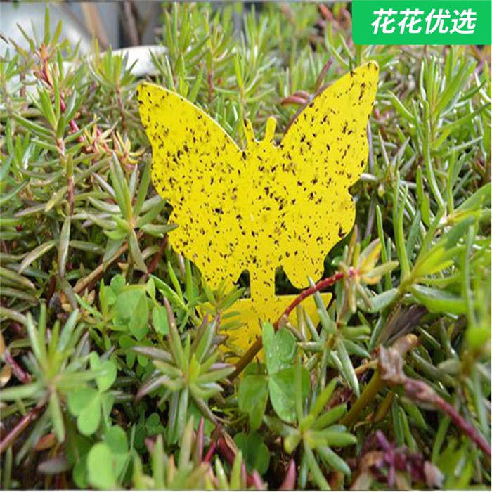 园艺工具黄板双面粘虫板驱虫用品包邮