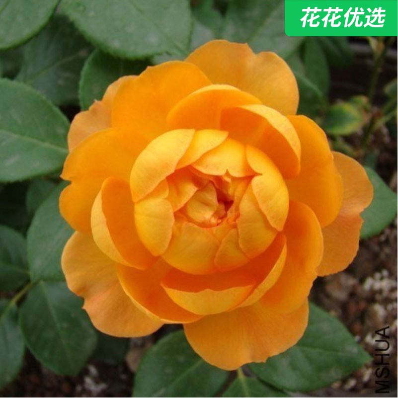 蜂蜜焦糖微月月季多季节盛开好一加仑