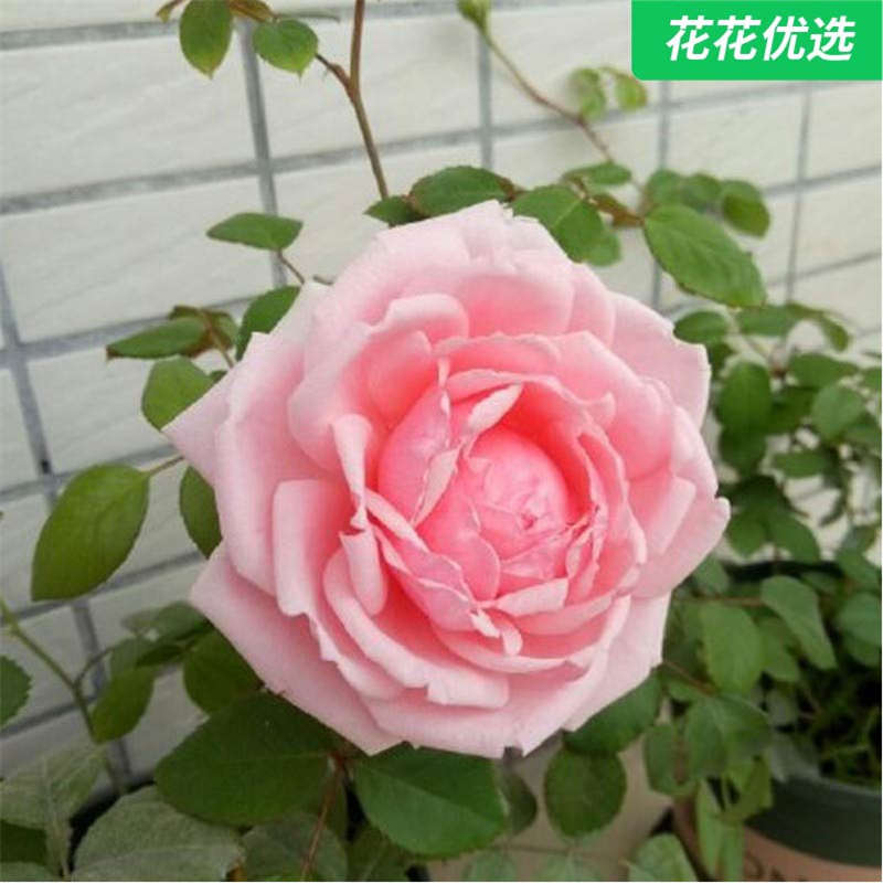 迷人罩杯灌木月季多季节盛开一加仑