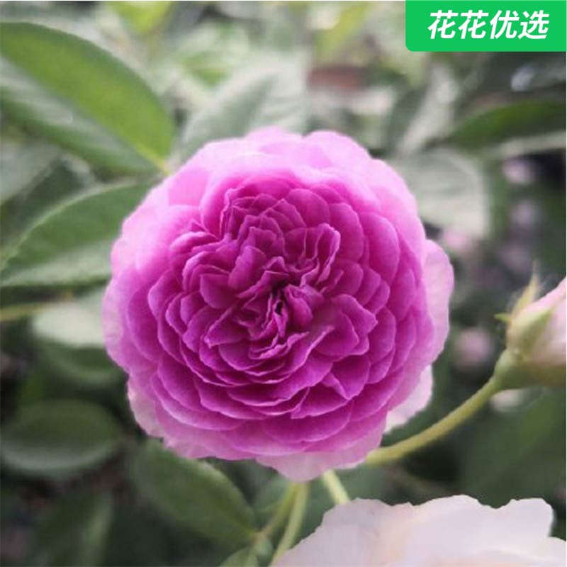 天方夜潭灌木月季抗病性好一加仑