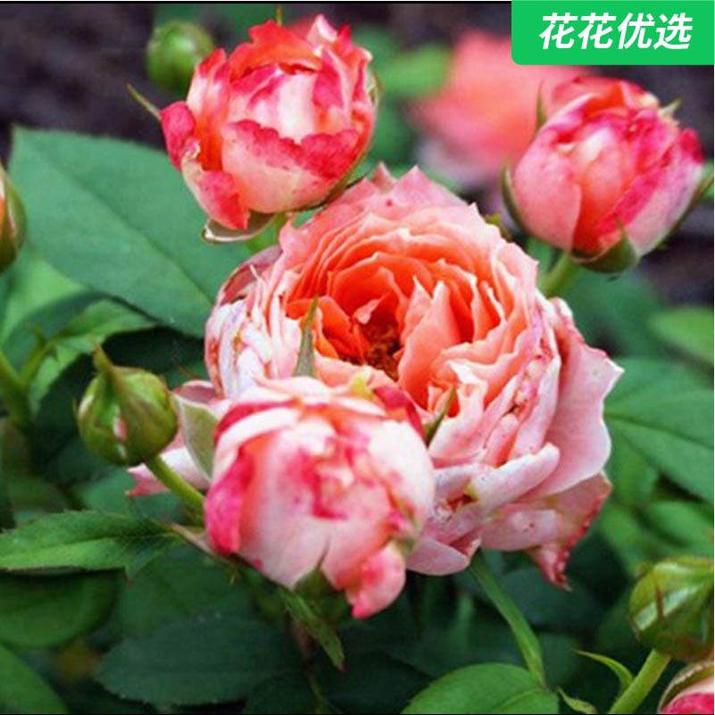 甜蜜邂逅灌木月季四季盛开一加仑