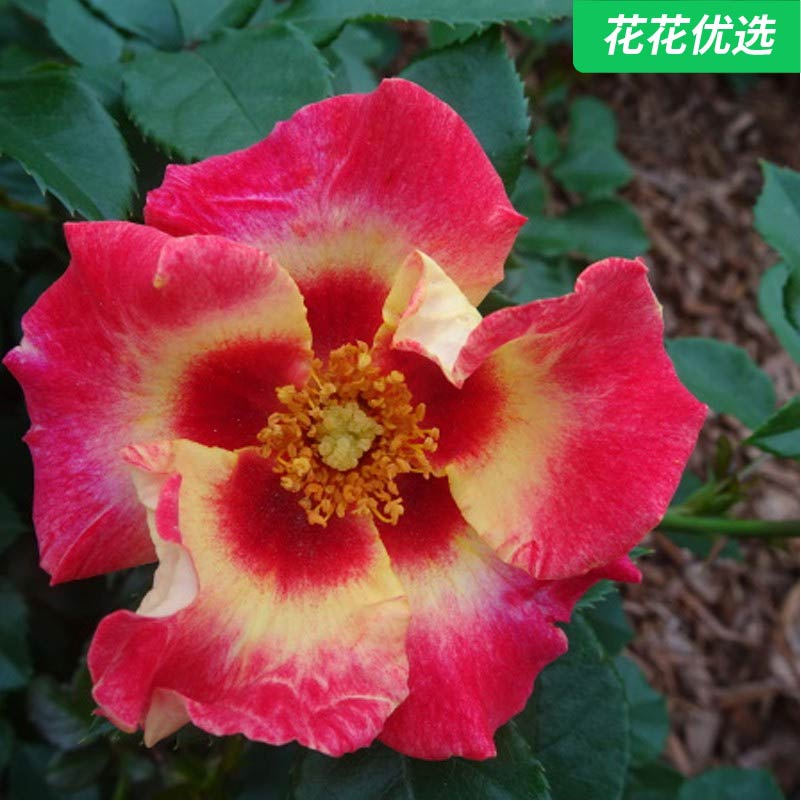 阳光巴比伦眼睛微月月季魅力花朵一加仑