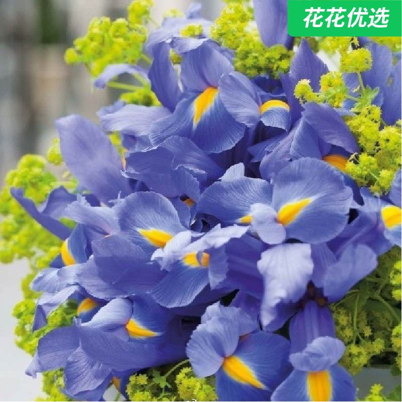 球根鸢尾进口种球 叶片青翠碧绿花型好看