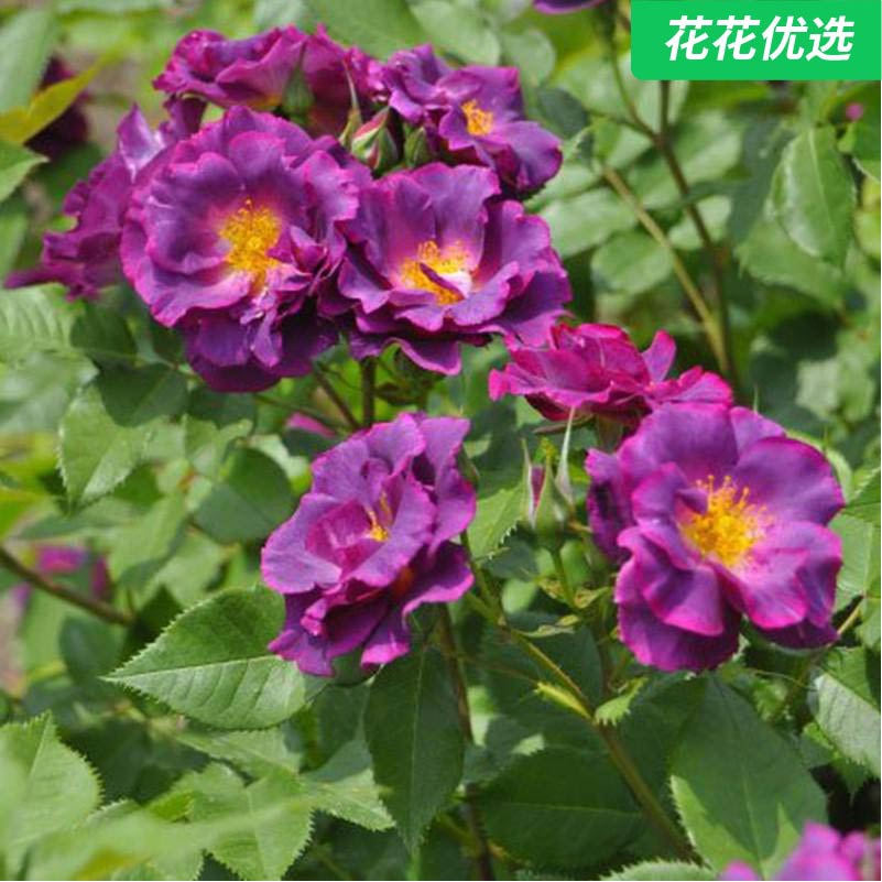 卢森堡公主灌木月季 多季开花