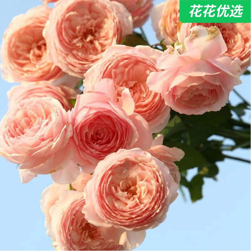 美咲灌木月季 阳台花园庭院玫瑰月季