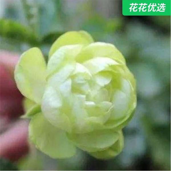 闪电月季 多头多花微月 四季勤花 