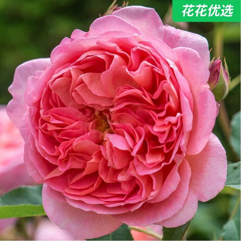 【上新21个品种】月季合集青山盆  一年三季开花， 灌木、藤本均有