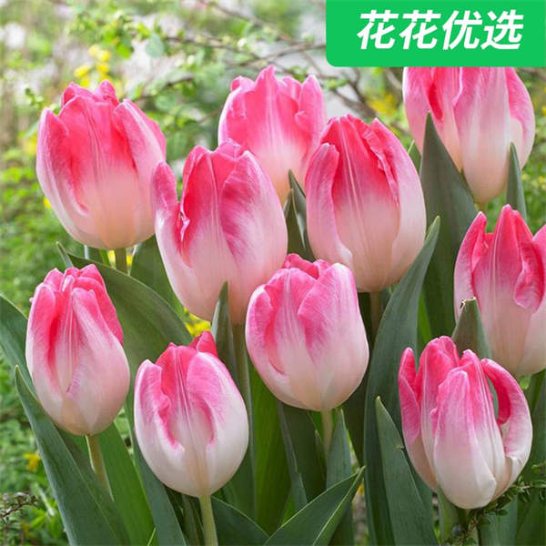 荷兰进口郁金香种球 5度球收到就种下开春开满花