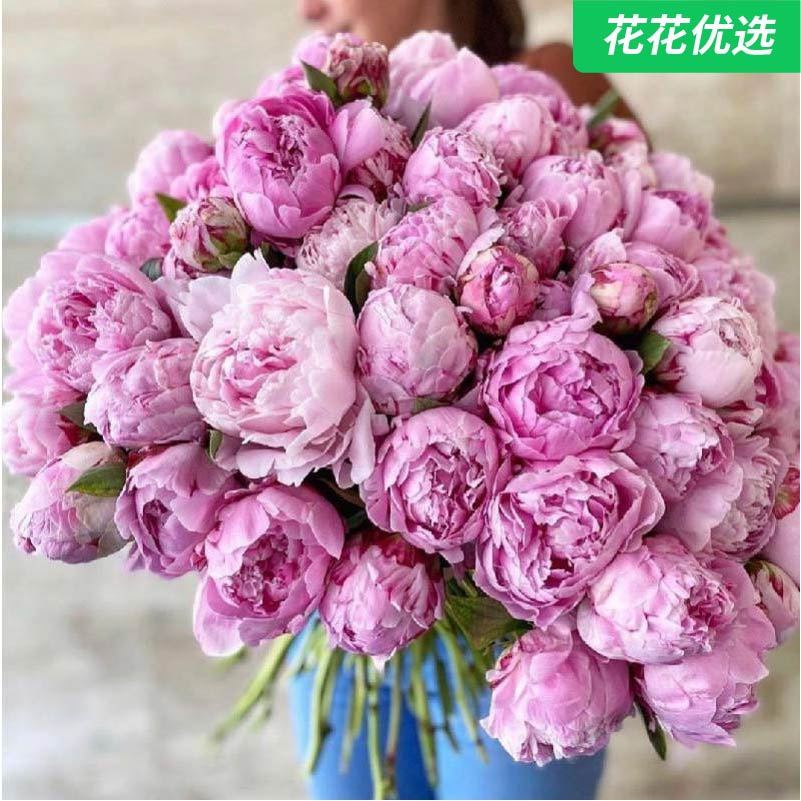 进口芍药块根 庭院开花王者