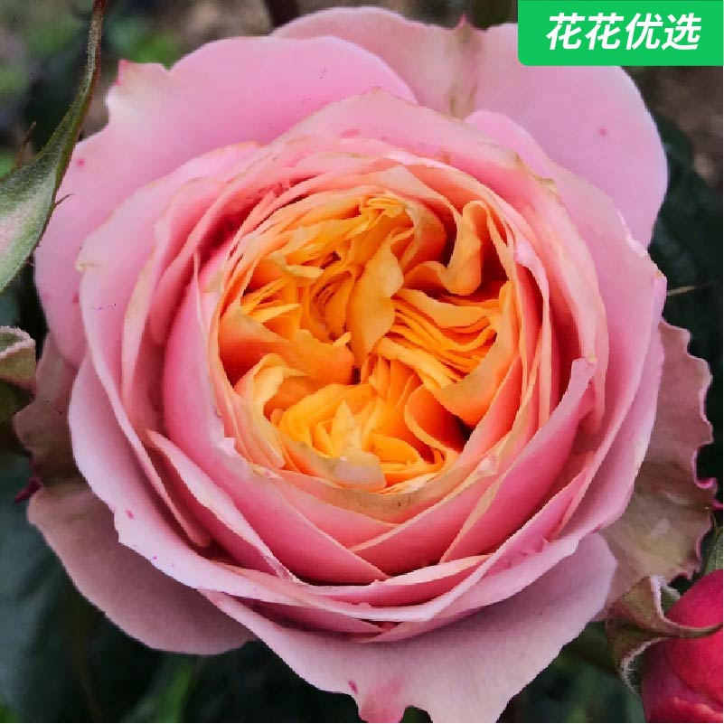 温柔珊瑚心灌木月季 耐热耐风吹雨打