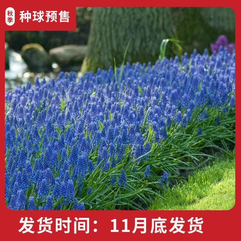 小球根 葡萄风信子 喜温暖凉爽气候