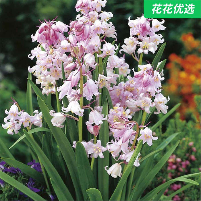 小球根 蓝铃花 多年生球茎植物