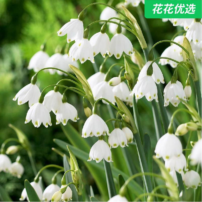 小球根 雪片莲 铃铛花朵